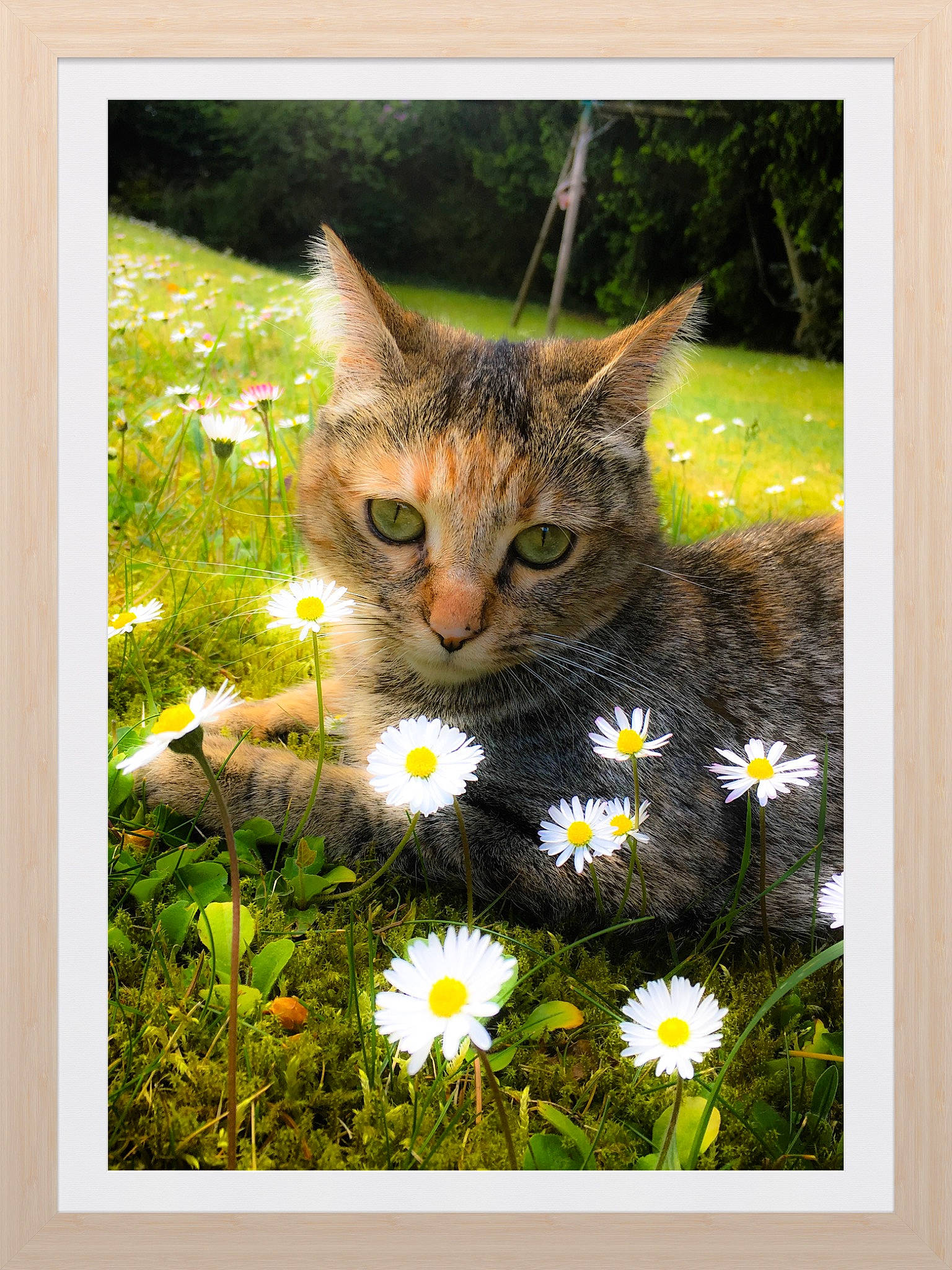 Chaussette De Castelsarrasin a rejoint le concours — aidez-le/la à gagner de superbes lots ! art, camomile, carnivore, cat, fawn, felidae, flower, grass, grass_family, grassland, meadow, photo_caption, picture_frame, plant, prairie, rectangle, small_to_medium_sized_cats, tail, vertebrate, whiskers