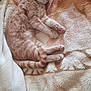 Rocky participe au concours pour gagner de l'argent avec cette photo : cat, sleeping, ginger_cat, tabby, pet, animal, feline, cozy, blanket, soft_texture, indoor, resting, cute, fur, paws, tail, peaceful, relaxed, comfort, nap