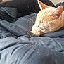 Rocky participe au concours pour gagner de l'argent avec cette photo : cat, sleeping, blanket, cozy, indoor, fur, paw, resting, cute, pet, animal, relaxed, closeup, warm, comfort, whiskers, ears, soft, domestic, quiet