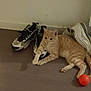 cat, orange_tabby, sneakers, shoes, floor, indoor, ball, pet, relaxed, laying_down, animal, curious, casual, home, quiet, domestic, feline, resting, cozy, comfortable