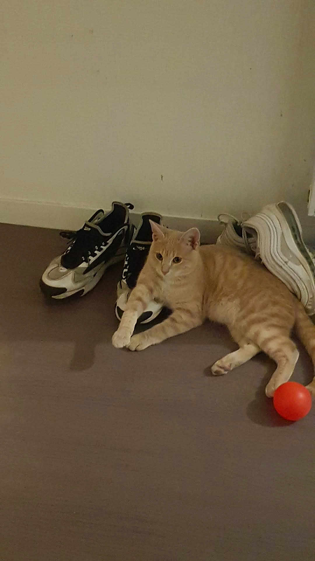 Rocky participe au concours pour gagner de l'argent avec cette photo : cat, orange_tabby, sneakers, shoes, floor, indoor, ball, pet, relaxed, laying_down, animal, curious, casual, home, quiet, domestic, feline, resting, cozy, comfortable