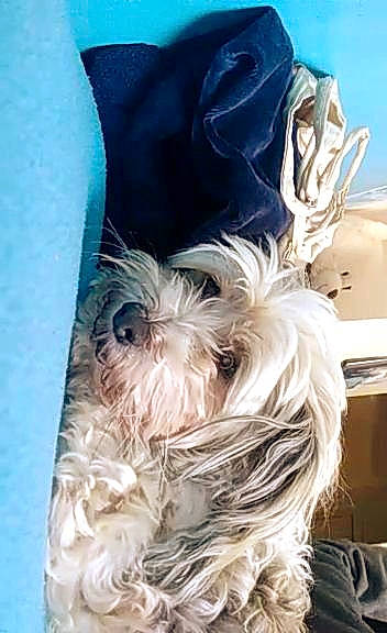 Isko a rejoint le concours — aidez-le/la à gagner de superbes lots ! australian_silky_terrier, bolonka, canidae, carnivore, companion_dog, dog, dog_breed, fur, miniature_schnauzer, morkie, non_sporting_group, puppy, rare_breed_dog, schnauzer, shih_tzu, small_terrier, terrier, tibetan_terrier, toy_dog, yorkshire_terrier