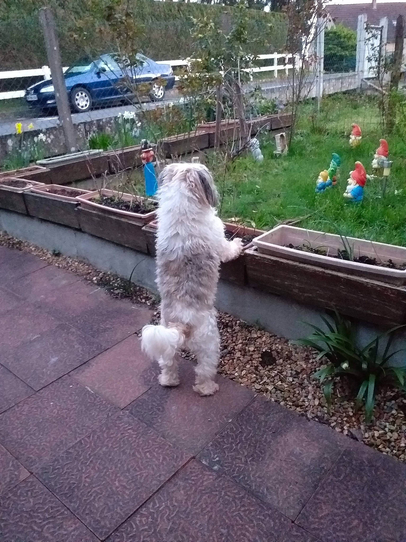 Isko participe au concours pour gagner de l'argent avec cette photo : canidae, carnivore, cockapoo, companion_dog, dog, dog_breed, goldendoodle, havanese, irish_soft_coated_wheaten_terrier, labradoodle, non_sporting_group, pumi, sporting_group, sporting_lucas_terrier, terrier, tibetan_terrier, toy_dog, toy_poodle