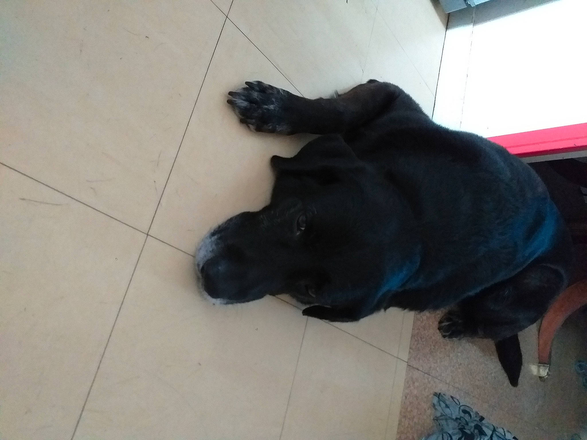 Foudre participe au concours pour gagner de l'argent avec cette photo : borador, canidae, carnivore, companion_dog, dog, dog_breed, floor, flooring, fur, guard_dog, hardwood, labrador_retriever, non_sporting_group, snout, sporting_group, tail, terrestrial_animal, working_animal