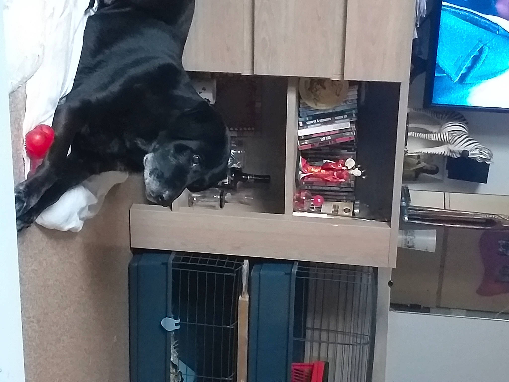 Foudre a rejoint le concours — aidez-le/la à gagner de superbes lots ! borador, canidae, carnivore, collar, companion_dog, display_device, dog, dog_breed, flat_panel_display, guard_dog, led_backlit_lcd_display, pet_supply, snout, sporting_group, tail, television, television_set, vertebrate, working_animal, working_dog