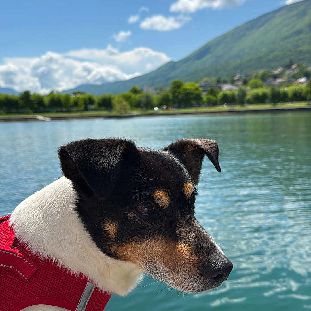 Hermes a rejoint le concours — aidez-le/la à gagner de superbes lots ! animal, canine, closeup, cloud, curious, daylight, dog, greenery, lake, mountain, nature, outdoor, peaceful, pet, portrait, red_harness, side_profile, sky, sunlight, water