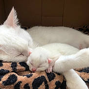 Bianca participe au concours pour gagner de l'argent avec cette photo : cats, kitten, white_cat, sleeping, sleepy, cuddling, resting, animal, pet, fur, whiskers, pink_nose, closed_eyes, stretched, leopard_print, blanket, indoors, cozy, cute, nap