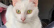 Bianca participe au concours pour gagner de l'argent avec cette photo : cat, white_cat, pet, animal, feline, green_eyes, close_up, portrait, whiskers, ears, fur, paws, sitting, indoor, home, furniture, cat_tree, blanket, bedroom, photography