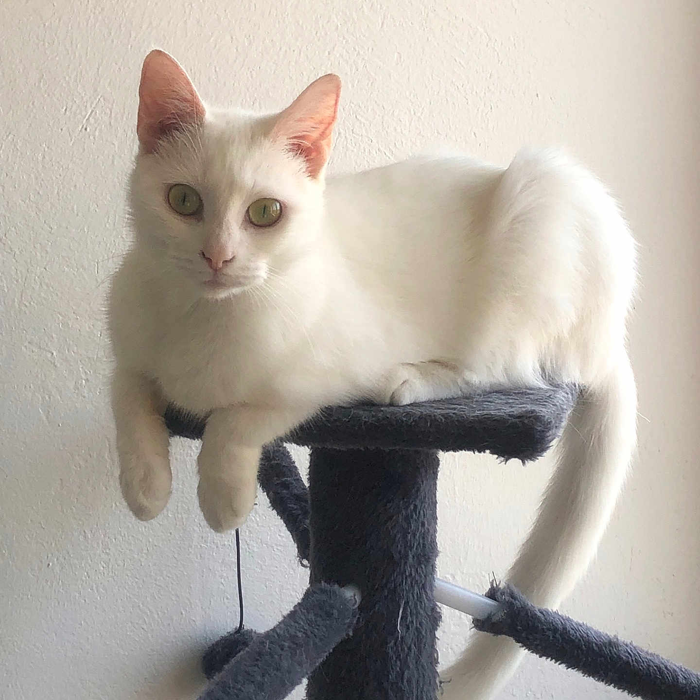 Bianca