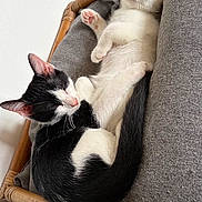Oreo a rejoint le concours — aidez-le/la à gagner de superbes lots ! cat, cats, kitten, sleeping, cuddling, relaxed, tuxedo_cat, white_cat, animal, pet, feline, chair, cushion, indoor, home, cozy, resting, belly_up, paw, portrait