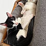 cat, cats, kitten, sleeping, cuddling, relaxed, tuxedo_cat, white_cat, animal, pet, feline, chair, cushion, indoor, home, cozy, resting, belly_up, paw, portrait