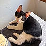Oreo a rejoint le concours — aidez-le/la à gagner de superbes lots ! cat, kitten, black_and_white, animal, pet, feline, lying_down, sitting, fur, whiskers, ears, eyes, paws, tail, indoor, sunlight, fuzzy_bed, scratching_post, portrait, relaxed