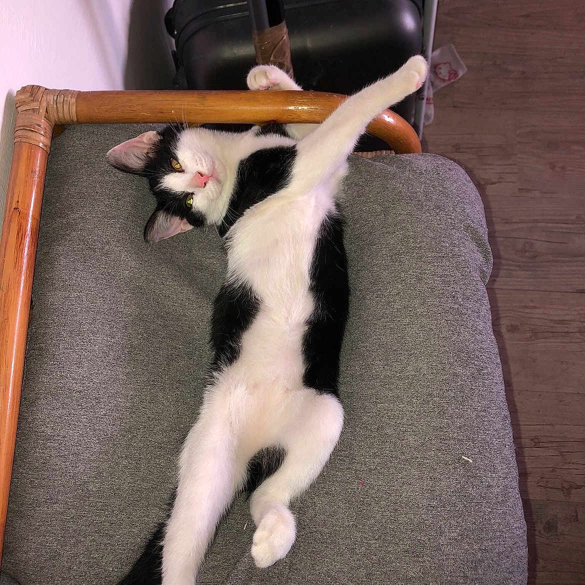 Oreo a rejoint le concours — aidez-le/la à gagner de superbes lots ! cat, black_and_white, pet, animal, feline, lying_down, stretching, relaxed, playful, chair, cushion, wooden_frame, indoor, home, luggage, floor, portrait, whiskers, green_eyes, funny_pose