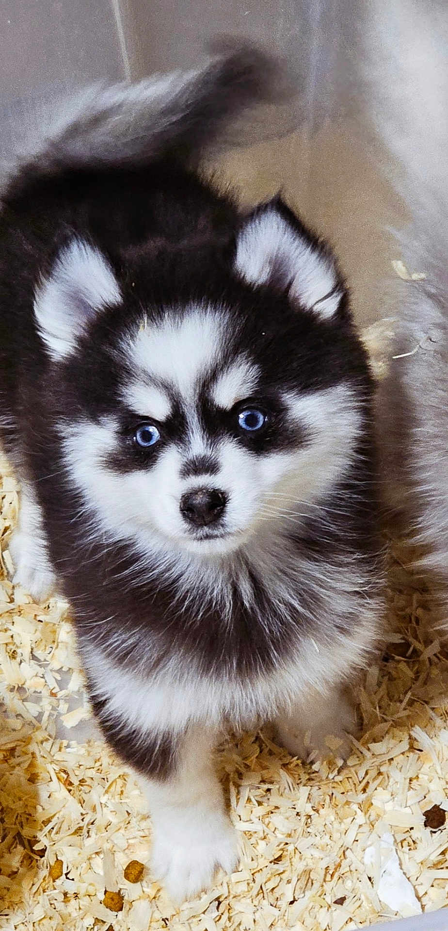 Bluey