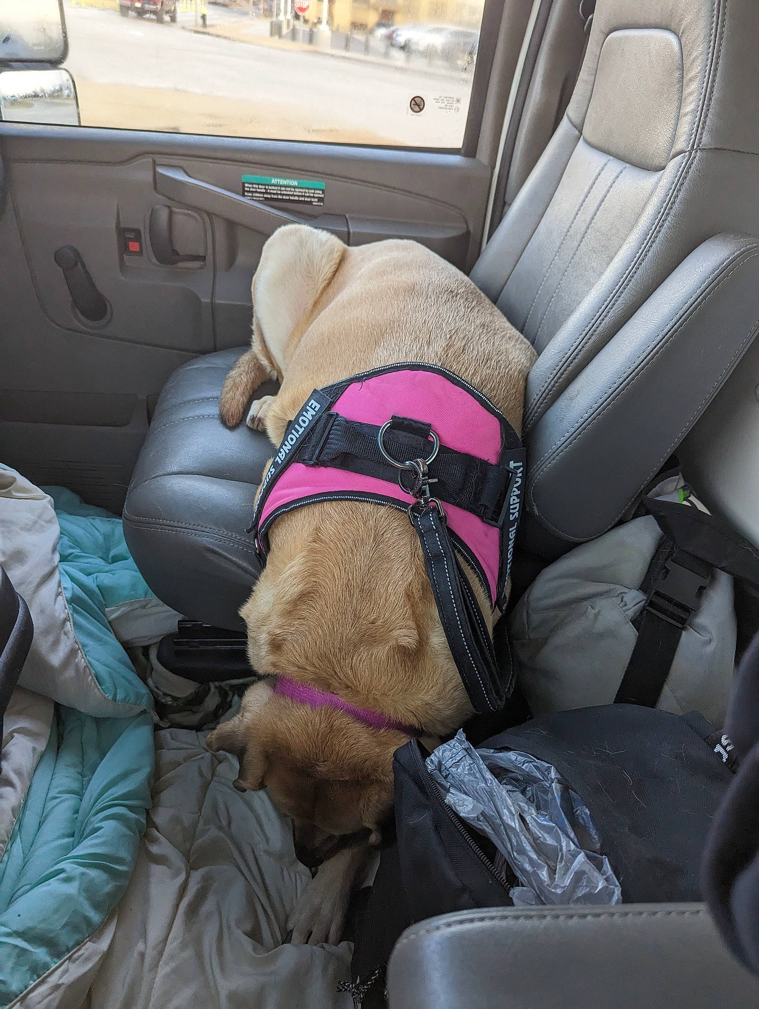 Katie joined the competition — help win amazing prizes! auto_part, automotive_design, car, car_seat, car_seat_cover, carnivore, comfort, companion_dog, dog, family_car, head_restraint, mode_of_transport, motor_vehicle, personal_luxury_car, seat_belt, steering_part, tints_and_shades, vehicle, vehicle_door, window