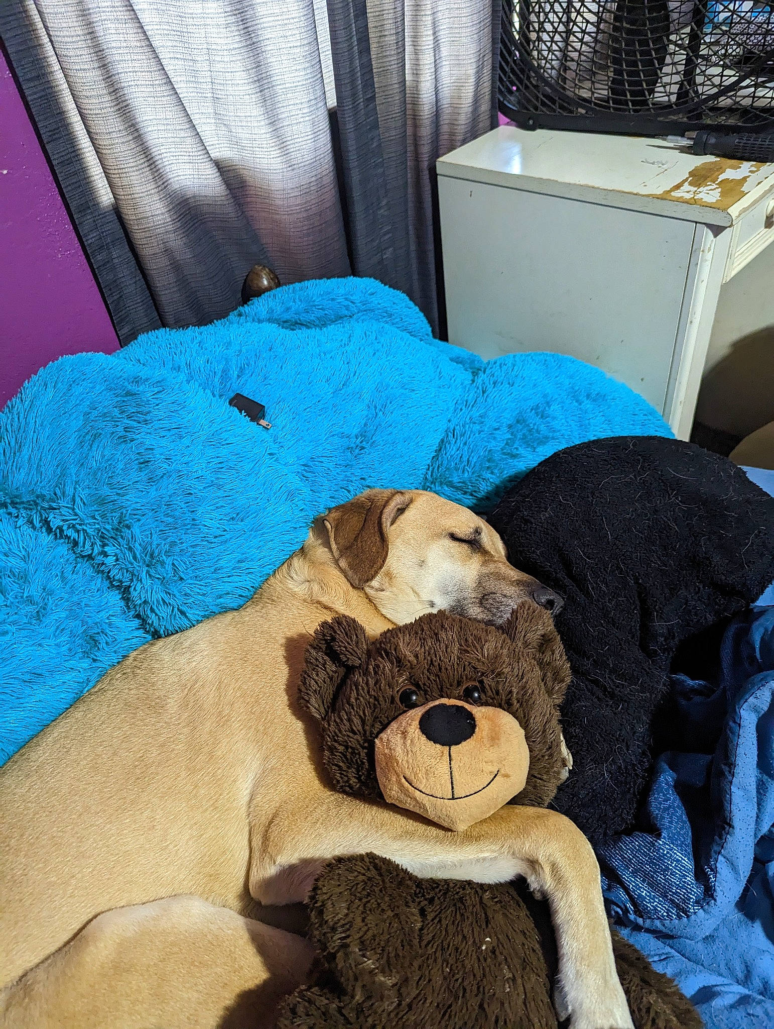Katie is registered to the contest to win money with this photo: bedding, bedroom, bedtime, blue, carnivore, comfort, companion_dog, curtain, fawn, felidae, fur, linens, plush, room, small_to_medium_sized_cats, sporting_group, stuffed_toy, teddy_bear, textile, toy
