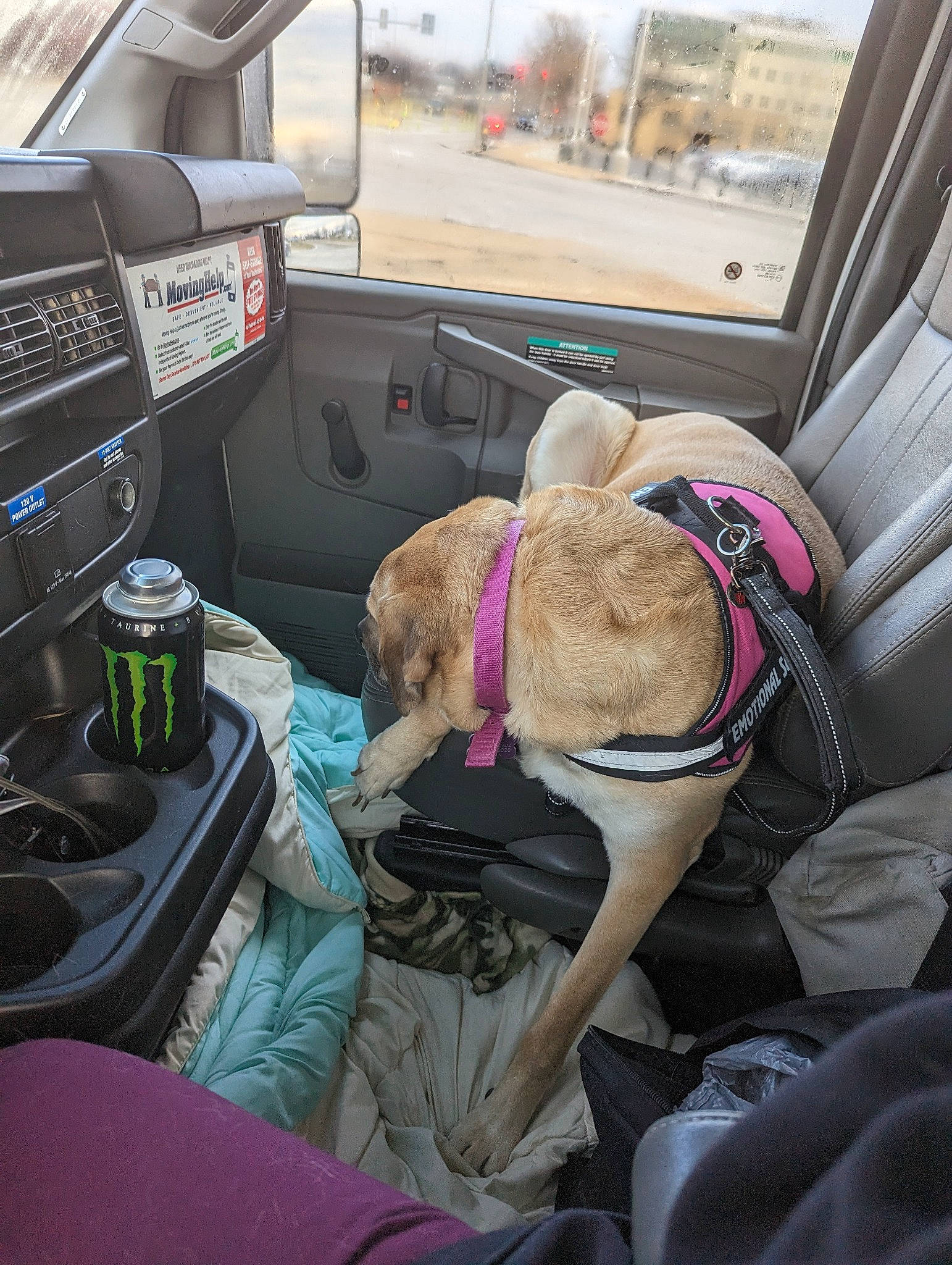 Katie is registered to the contest to win money with this photo: auto_part, automotive_design, automotive_exterior, car, car_seat, car_seat_cover, carnivore, comfort, companion_dog, dog, dog_breed, fawn, head_restraint, mode_of_transport, motor_vehicle, seat_belt, steering_part, vehicle, vehicle_door, window