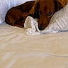 dogs, dachshund, puppy, long_hair, brown_fur, sleeping, bed, bedroom, pillows, blanket, cozy, resting, lying_down, pet, animal, cute, indoors, portrait, relaxed, home