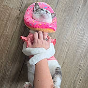 Smore is registered to the contest to win money with this photo: cat, pink_outfit, donut_collar, hugging, person_arm, wooden_floor, pet, cute, playful, domestic_animal, white_fur, gray_patches, paws, tattoo, clothing, animal_collar, indoor, affection, pet_costume, funny