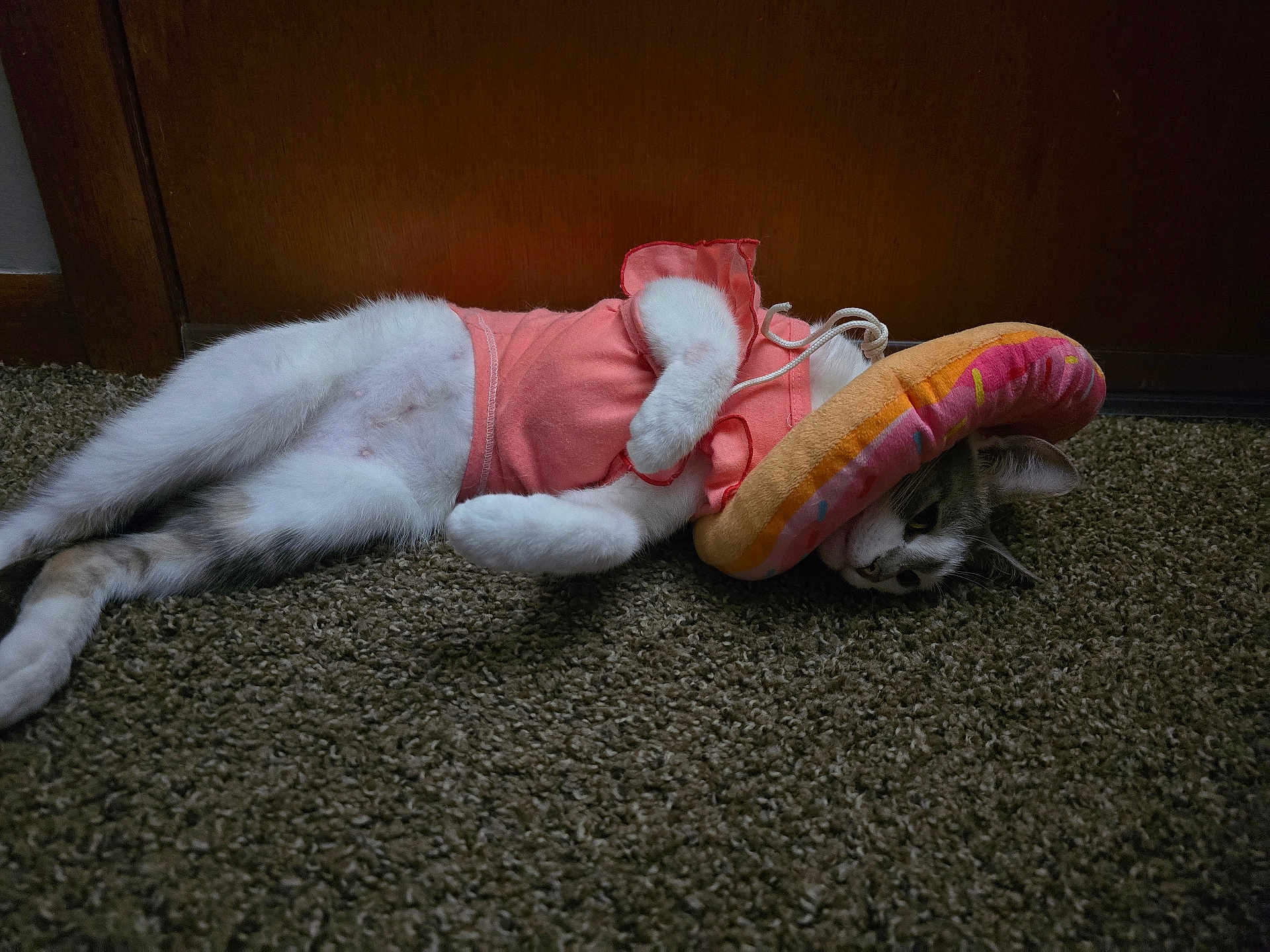Smore joined the competition — help win amazing prizes! cat, pet, animal, indoor, carpet, dress, pink_clothing, toy, hat, lying_down, white_fur, gray_fur, door, floor, playful, cozy, domestic, cute, resting, feline