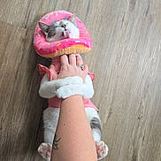 Smore is registered to the contest to win money with this photo: animal, cat, close_up, cute, domestic_animal, donut_collar, floor, funny, grey_fur, hugging, indoor, paws, person_arm, pet, pink_outfit, playful, tattoo, tongue_out, white_fur, wooden_floor