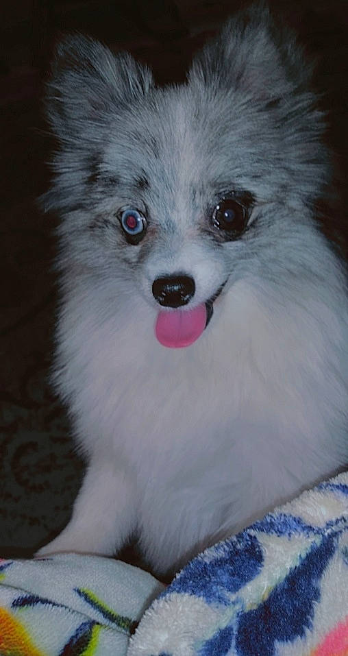 Cherokee joined the competition — help win amazing prizes! canidae, carnivore, companion_dog, dog, dog_breed, german_spitz, german_spitz_mittel, indian_spitz, japanese_spitz, mammal, papillon, pomeranian, puppy, rare_breed_dog, snout, spitz, toy_dog, vertebrate, volpino_italiano, whiskers