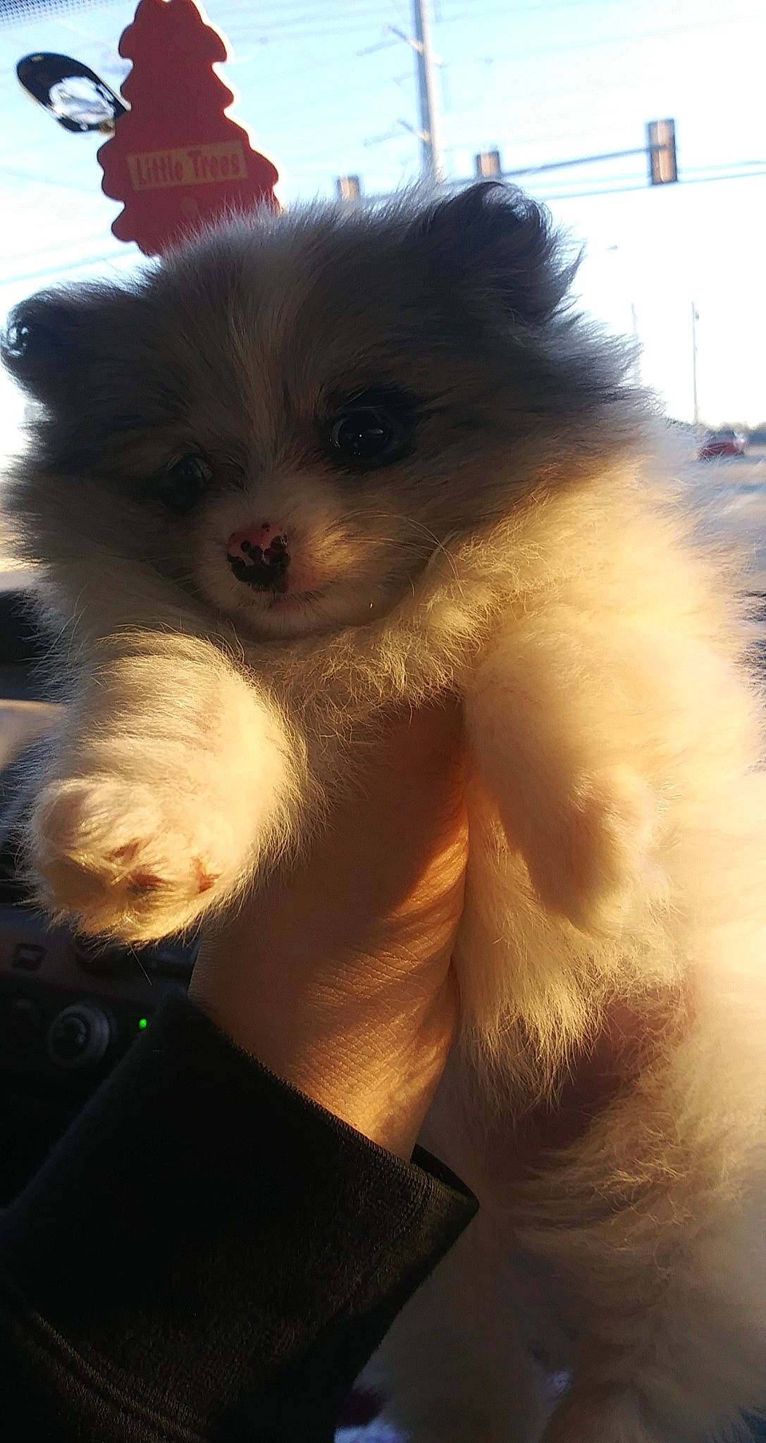 Cherokee is registered to the contest to win money with this photo: canidae, carnivore, companion_dog, dog, dog_breed, fawn, fur, german_spitz, german_spitz_klein, german_spitz_mittel, mammal, non_sporting_group, pomeranian, puppy, snout, spitz, toy_dog, vertebrate, volpino_italiano, whiskers