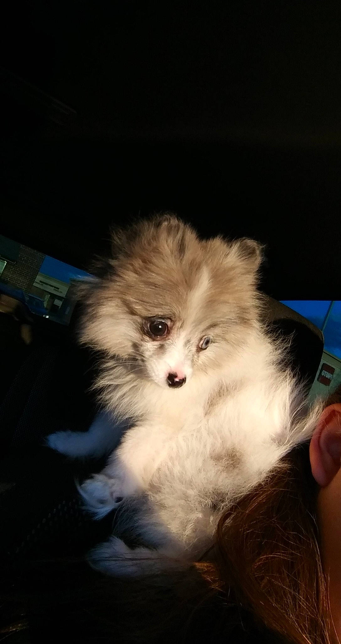 Cherokee joined the competition — help win amazing prizes! canidae, carnivore, companion_dog, dog, dog_breed, ear, fur, mammal, pomeranian, puppy, spitz, toy_dog, vertebrate, whiskers