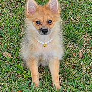 Rem is registered to the contest to win money with this photo: adorable, alert, animal, bell, cute, dog, ears, fluffy, fur, grass, green, nature, necklace, outdoor, pearl, pet, portrait, puppy, sitting, small