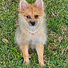 adorable, alert, animal, bell, cute, dog, ears, fluffy, fur, grass, green, nature, necklace, outdoor, pearl, pet, portrait, puppy, sitting, small