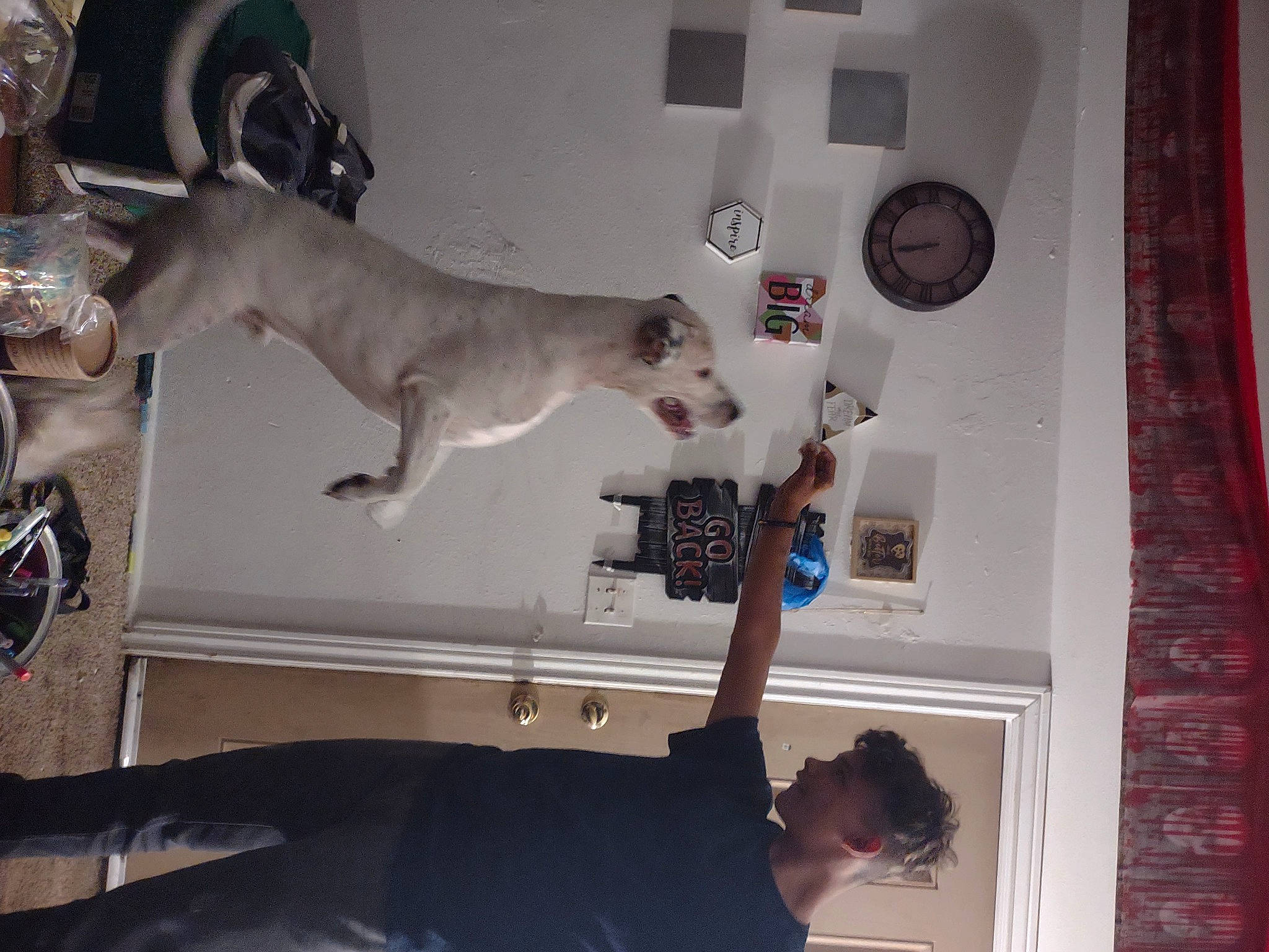 Hades is registered to the contest to win money with this photo: canidae, carnivore, companion_dog, dog, fawn, felidae, fun, gesture, interior_design, machine, picture_frame, room, small_to_medium_sized_cats, snapshot, sporting_group, t_shirt, tail, visual_arts, white, wrist