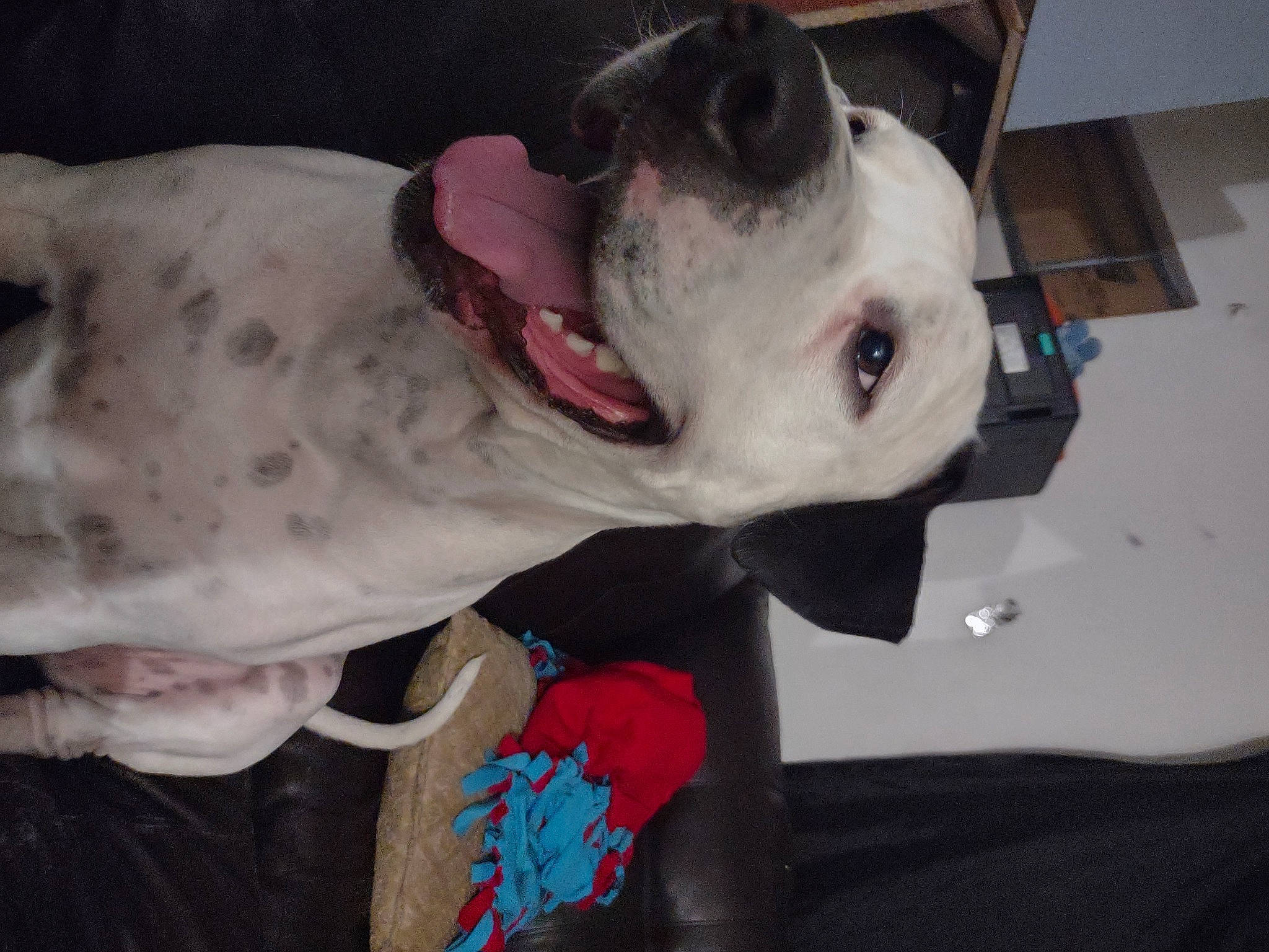 Hades joined the competition — help win amazing prizes! canidae, carmine, carnivore, collar, companion_dog, dog, dog_breed, dog_collar, dog_supply, fang, fawn, jaw, non_sporting_group, pet_supply, snout, sporting_group, whiskers, working_animal