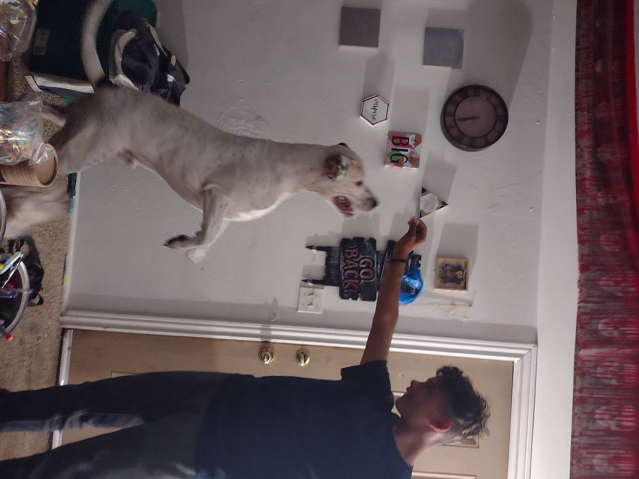 Hades joined the competition — help win amazing prizes! canidae, carnivore, companion_dog, dog, dog_breed, fawn, felidae, fun, gesture, home_appliance, machine, major_appliance, picture_frame, room, small_to_medium_sized_cats, sporting_group, standing, t_shirt, tail, wrist