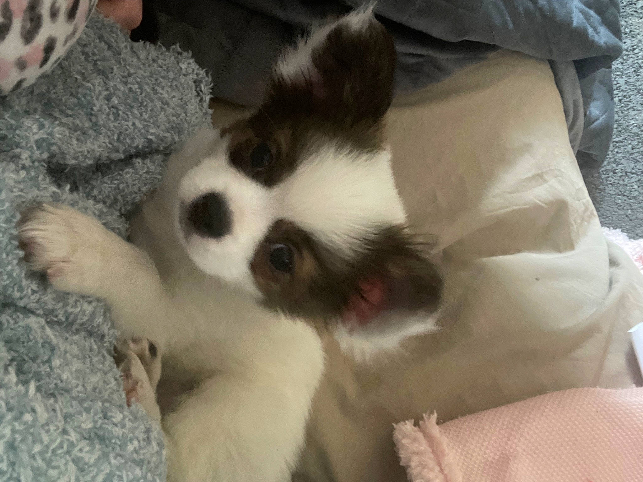 Riley joined the competition — help win amazing prizes! carnivore, cat, claw, comfort, companion_dog, dog_breed, fawn, felidae, fur, paw, small_to_medium_sized_cats, sporting_group, tail, terrestrial_animal, toy_dog, whiskers, working_animal