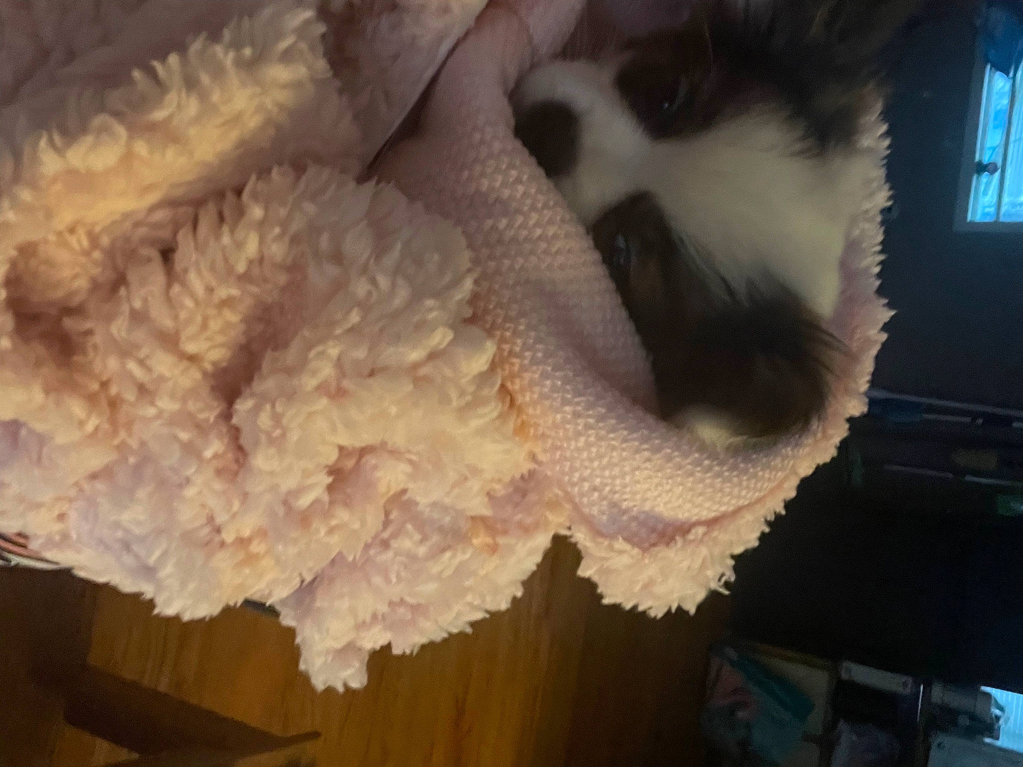 Riley joined the competition — help win amazing prizes! cat, comfort_food, companion_dog, dog_breed, feather, felidae, fur, paw, petal, small_to_medium_sized_cats, tail, toy, whiskers, window, wool