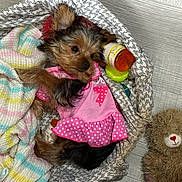 Yara joined the competition — help win amazing prizes! blanket, colorful, cozy, cute, dog, floor, fur, indoor, knitwear, lying_down, patterned_blanket, pet, pink_dress, prescription_bottle, puppy, small_dog, teddy_bear, tennis_ball, toy, wooden_floor