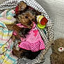 blanket, colorful, cozy, cute, dog, floor, fur, indoor, knitwear, lying_down, patterned_blanket, pet, pink_dress, prescription_bottle, puppy, small_dog, teddy_bear, tennis_ball, toy, wooden_floor