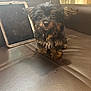 Nugget is registered to the contest to win money with this photo: dog, puppy, small_dog, black_dog, brown_dog, pet, cute, leather_couch, tablet, indoor, fur, collar, sitting, looking, curious, domestic_animal, household, companion, animal, young_dog