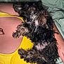 Nugget is registered to the contest to win money with this photo: dog, pet, bed, blanket, person, yellow_top, fur, sleeping, cozy, indoor, resting, cute, small_dog, curly_fur, animal, relaxing, human, skin, arm, comfort