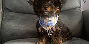 Nugget joined the competition — help win amazing prizes! puppy, dog, bandana, plaid, blue, brown, black, fur, pet, cute, indoor, chair, sitting, small_dog, furniture, portrait, looking_at_camera, animal, domestic_animal, adorable