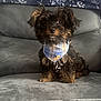 puppy, dog, bandana, plaid, blue, brown, black, fur, pet, cute, indoor, chair, sitting, small_dog, furniture, portrait, looking_at_camera, animal, domestic_animal, adorable