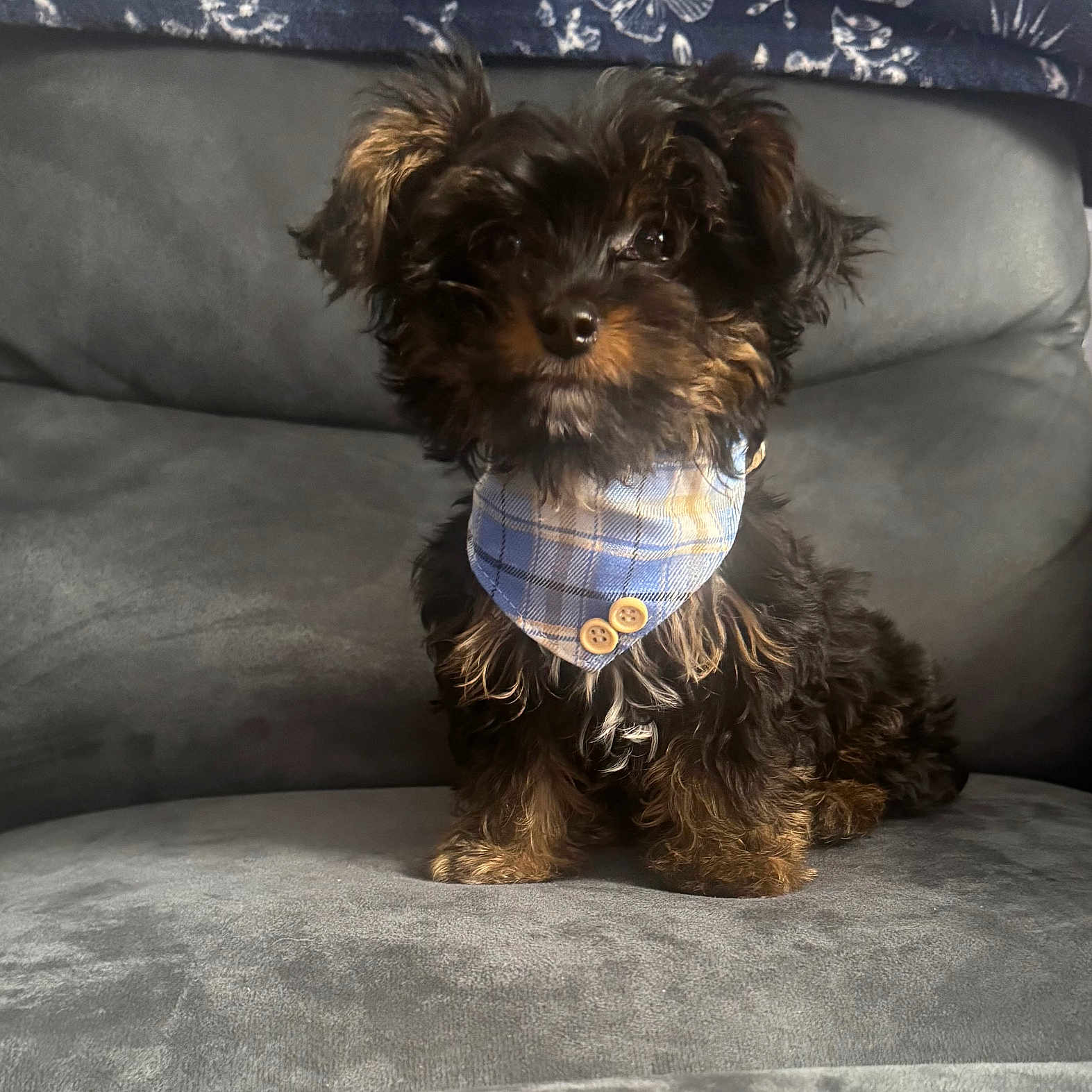 Nugget joined the competition — help win amazing prizes! adorable, animal, bandana, black, blue, brown, chair, cute, dog, domestic_animal, fur, furniture, indoor, looking_at_camera, pet, plaid, portrait, puppy, sitting, small_dog