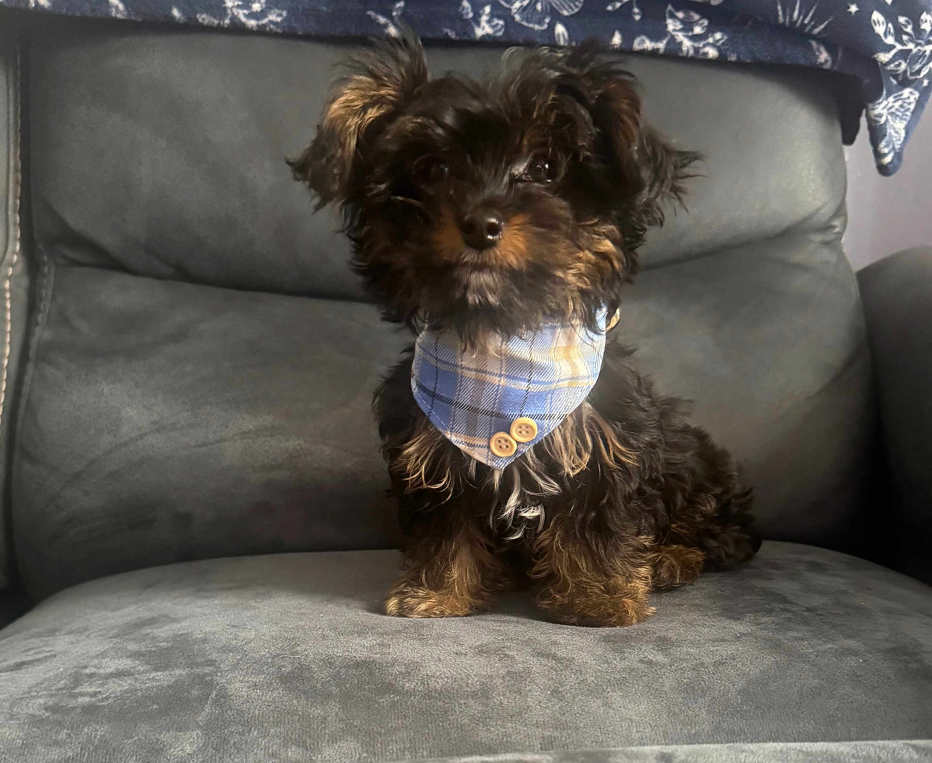 Nugget joined the competition — help win amazing prizes! puppy, dog, bandana, plaid, blue, brown, black, fur, pet, cute, indoor, chair, sitting, small_dog, furniture, portrait, looking_at_camera, animal, domestic_animal, adorable