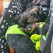 Nugget is registered to the contest to win money with this photo: puppy, dog, black_dog, sleeping, toy, plush, green_pillow, tote_bag, paw_prints, bone_pattern, cozy, cute, pet, fur, small_dog, resting, indoor, closeup, animal, adorable