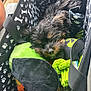 puppy, dog, black_dog, sleeping, toy, plush, green_pillow, tote_bag, paw_prints, bone_pattern, cozy, cute, pet, fur, small_dog, resting, indoor, closeup, animal, adorable