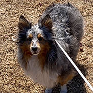 Uline participe au concours pour gagner de l'argent avec cette photo : animal, black, collar, dog, dry_grass, fluffy, grass, leash, long_hair, looking_at_camera, outdoor, pet, portrait, sheltie, shetland_sheepdog, standing, sunlight, tan, tricolor, white