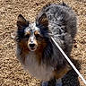 animal, black, collar, dog, dry_grass, fluffy, grass, leash, long_hair, looking_at_camera, outdoor, pet, portrait, sheltie, shetland_sheepdog, standing, sunlight, tan, tricolor, white