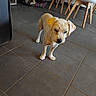 Nemo participe au concours pour gagner de l'argent avec cette photo : animal, chair, companion, curious, dog, domestic, floor, furniture, groomed, home, indoor, modern, pet, pillow, quiet, relaxed, resting, sleeping_dog, small_dog, tile_floor