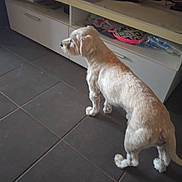 Nemo participe au concours pour gagner de l'argent avec cette photo : cabinet, canine, curious, dog, domestic_animal, floor_tiles, furniture, household_items, indoor, interior, living_room, medium_size_dog, pet, room, side_view, standing, television, tile_floor, tv_stand, white_dog