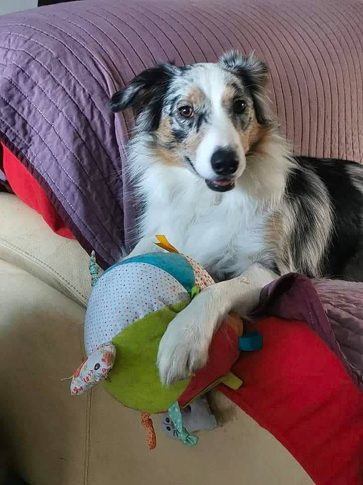 Lyra